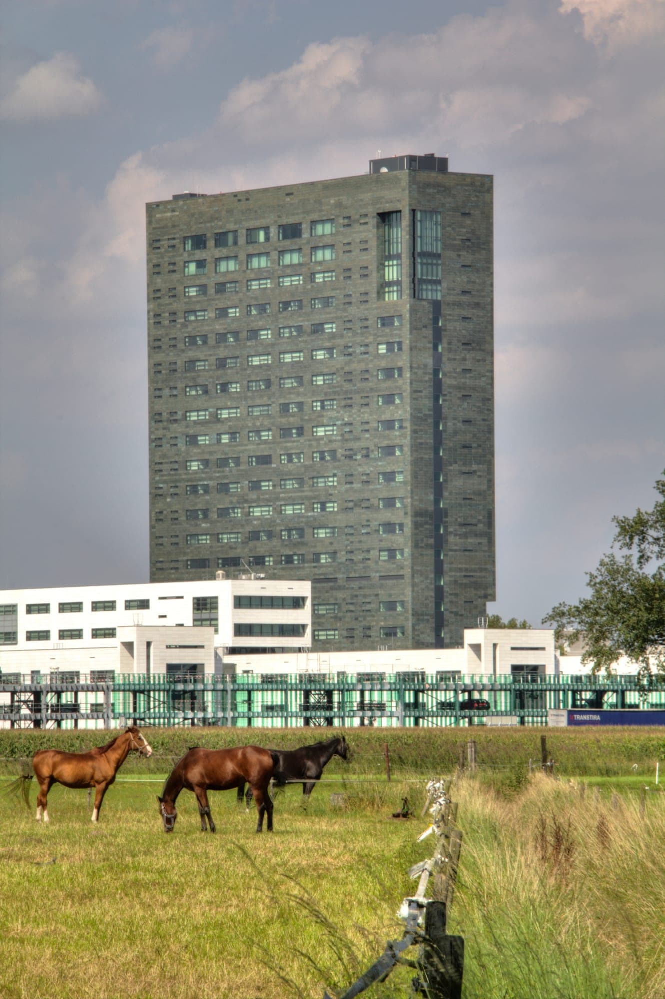 ASML's tall dark-green office tower in Veldhoven, the Netherlands, rising behind low white buildings, with three horses grazing in a green field in the foreground