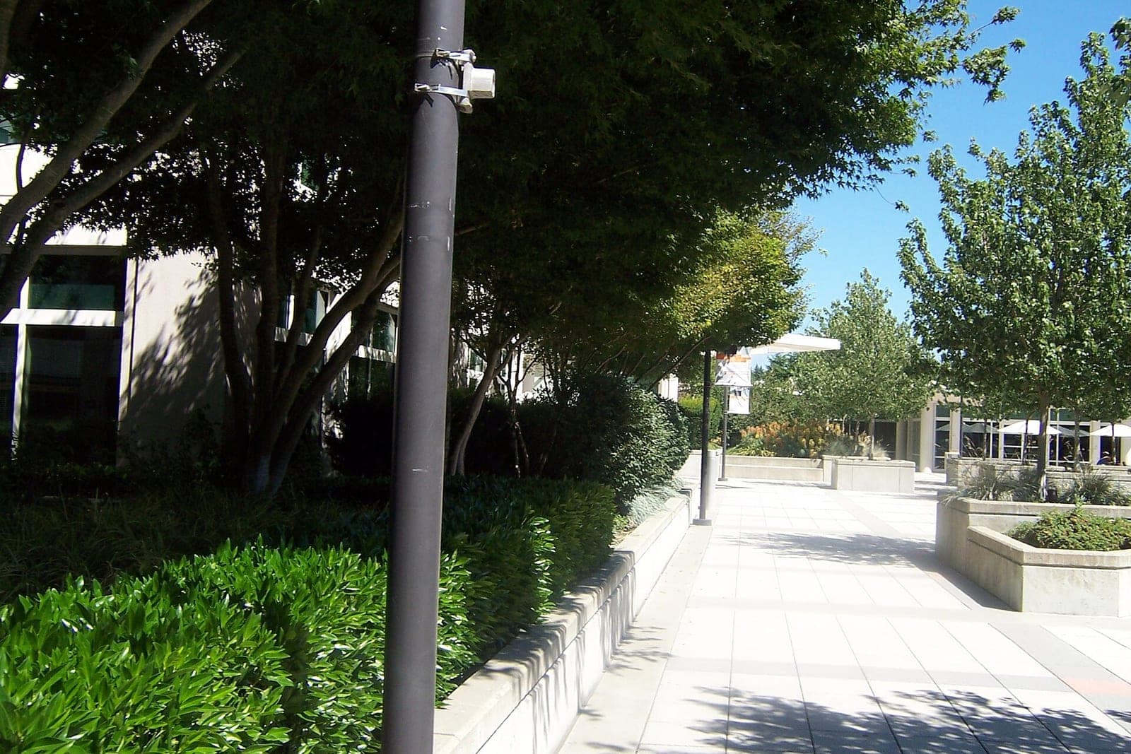A paved walkway and plaza between office buildings on Microsoft's Redmond campus, lined with trees and shrubs on a sunny day.