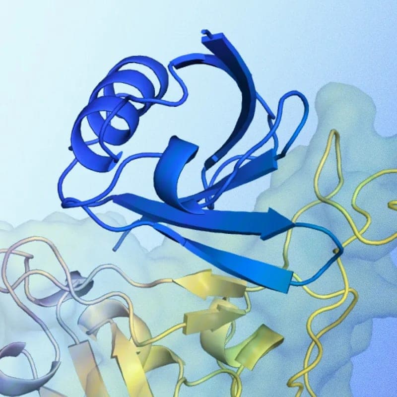 A rendered 3D protein structure showing blue ribbon-like folds against a translucent surface